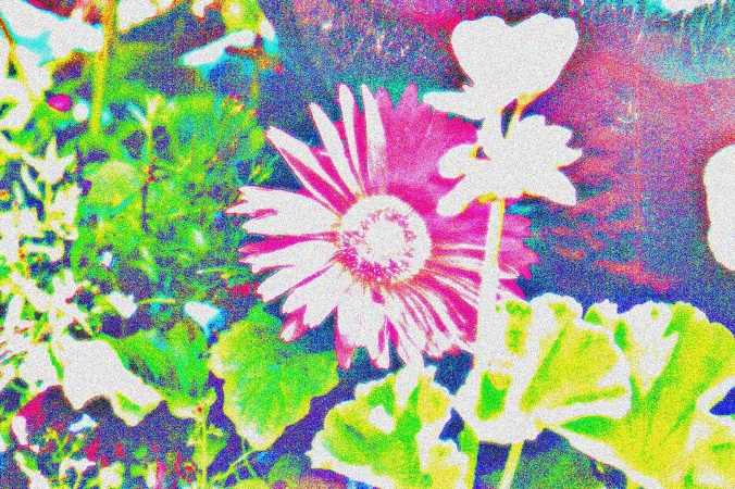 Plastic Flower.jpg